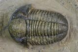 Gerastos Trilobite Fossil - Foum Zguid, Morocco #126316-2